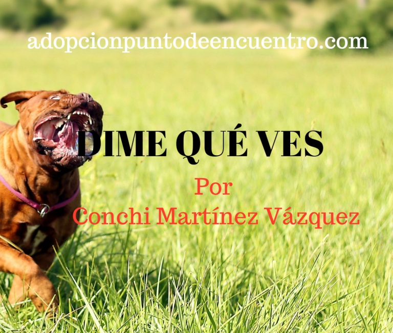 Dime qué ves. Por Conchi Martínez Vázquez.